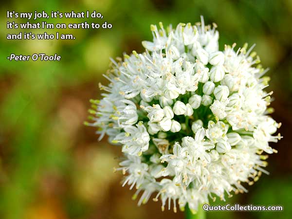 Peter O'Toole Quotes1